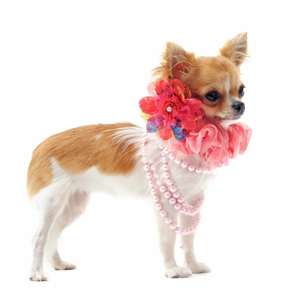 Chihuahua com colar de pérolas — Fotografia de Stock