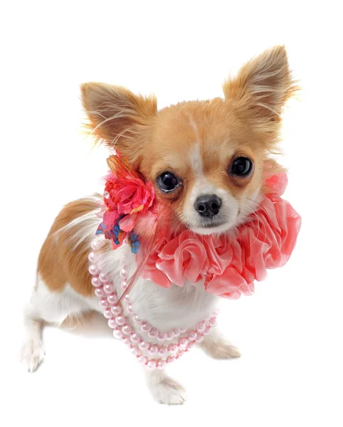 Chihuahua with pearl collar — Stock Photo, Image