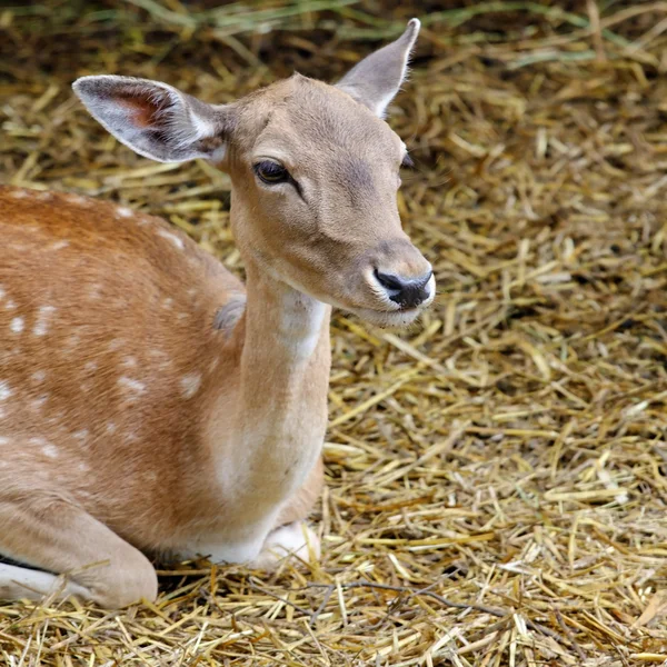 Stock image Cute white-tailed deer fawn