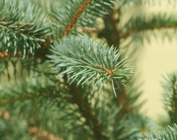 stock image Christmas tree branches