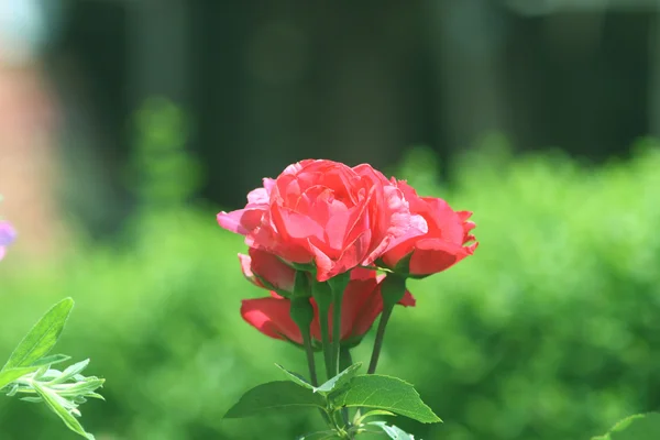 Rote Rose am Zweig im Garten — Stockfoto
