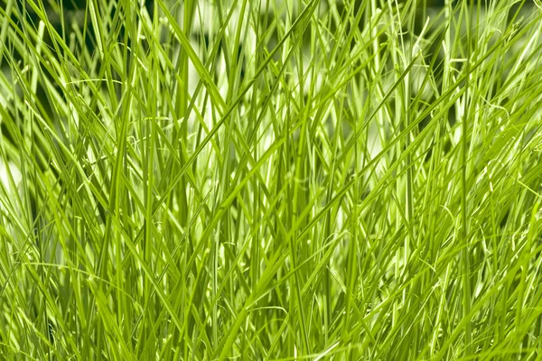 Hierba verde en primavera —  Fotos de Stock