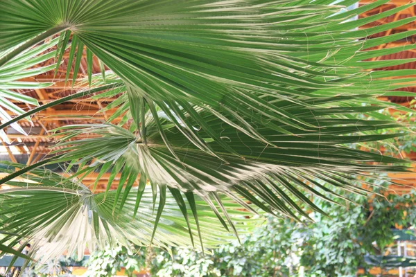 Palmblätter — Stockfoto
