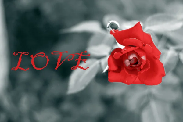 Czerwona róża miłości — Zdjęcie stockowe