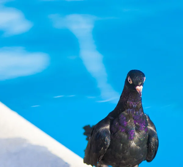 Чёрный голубь — стоковое фото