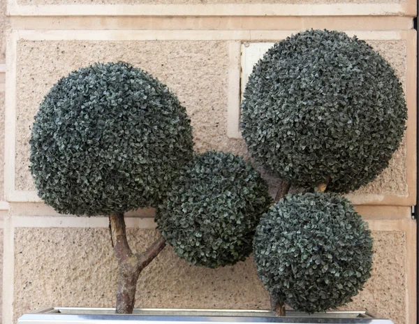 Green miniature tree — Stock Photo, Image