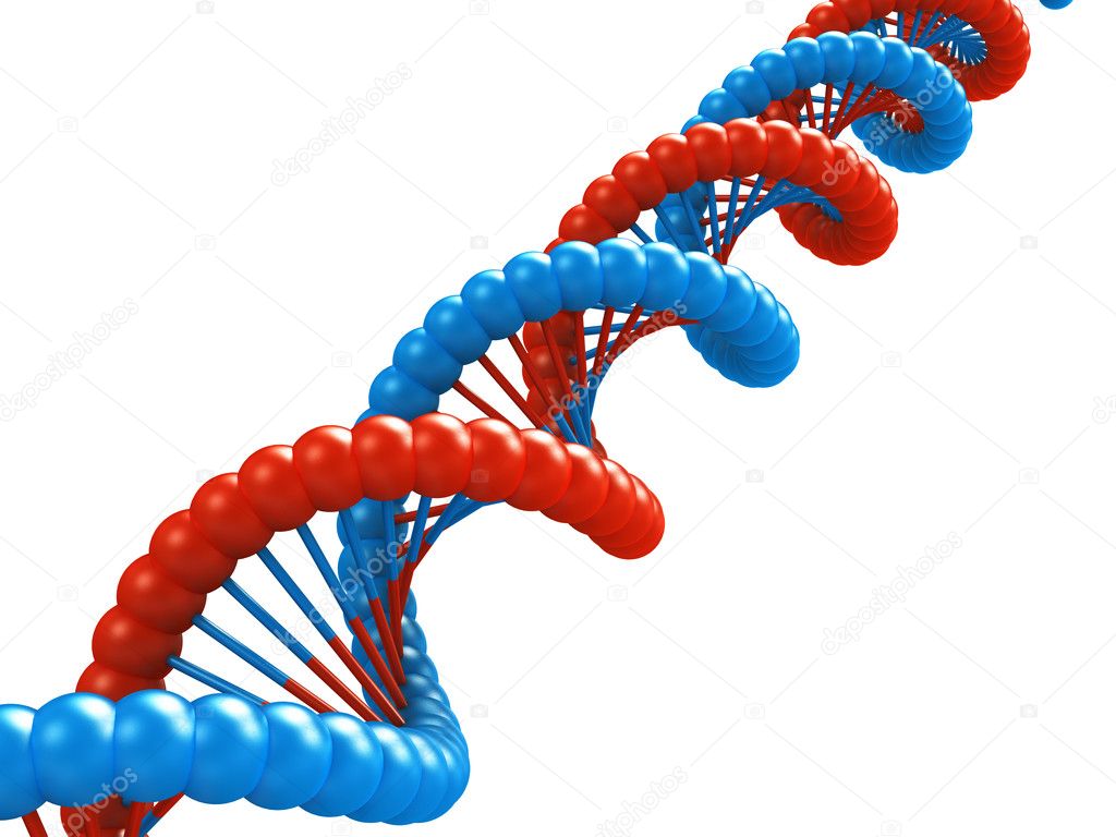 DNA model.