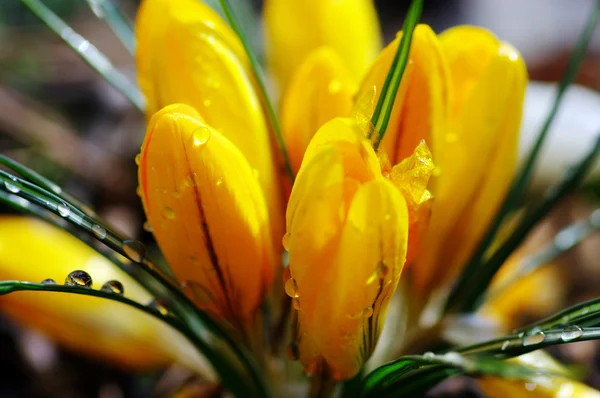 春の日差しの明るい黄色クロッカスの花 — ストック写真