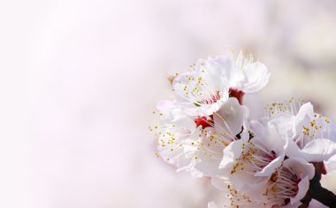 Bahar kayısı çiçek pembe bir arka plan üzerinde