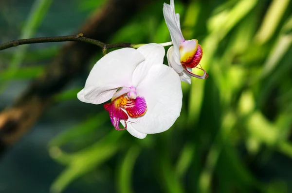 Retrato de orquídea branca em um fundo verde — Fotografia de Stock