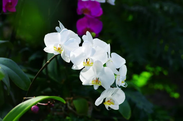 Портрет білої орхідеї на зеленому тлі — стокове фото