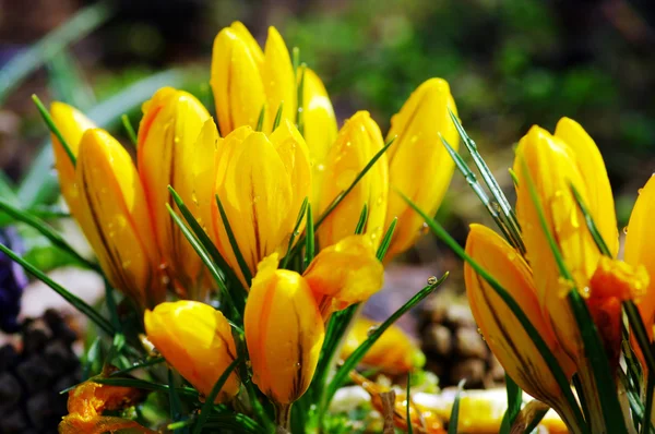 Gyönyörű tavaszi virágok a mezőn — Stock Fotó