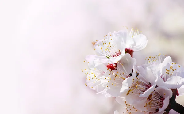ピンク色の背景上のアプリコット春の花 — Stockfoto