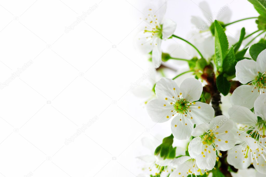 Tree branch with cherry flowers over white background