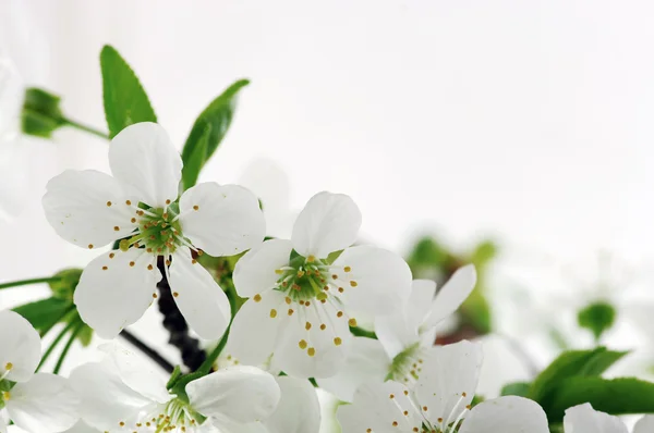 Körsbär blommor bakgrund — Stockfoto
