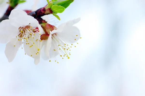Körsbär blommor bakgrund — Stockfoto