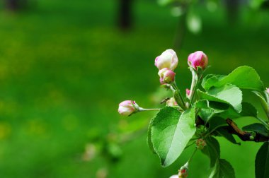 Blossom elma ağacı. elma çiçekleri yakın çekim.