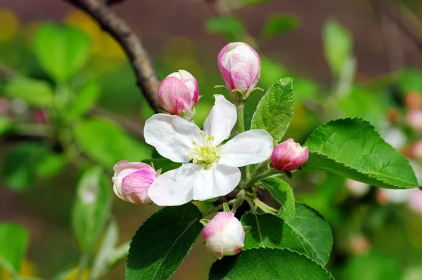 stock image Apple flowers close-up.