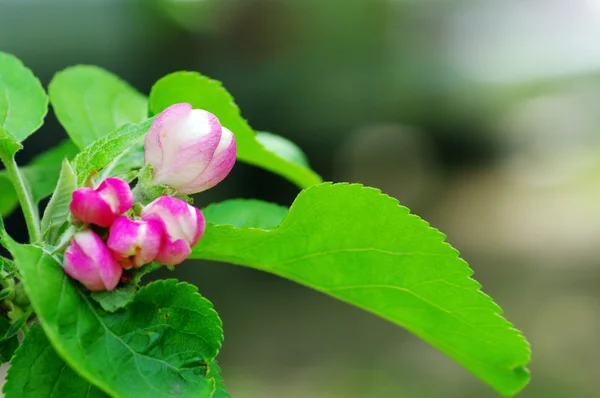 Белые и розовые яблочные цветы — стоковое фото