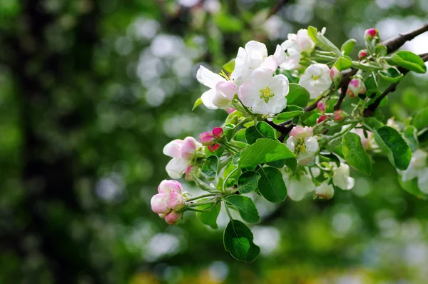 White and pink apple flowers — Stock Photo, Image