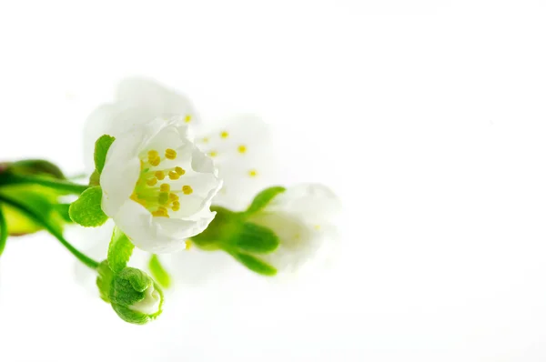 White cherry flowers over white background — Stock Photo, Image