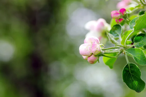 Imagen de flor de manzana primer plano —  Fotos de Stock
