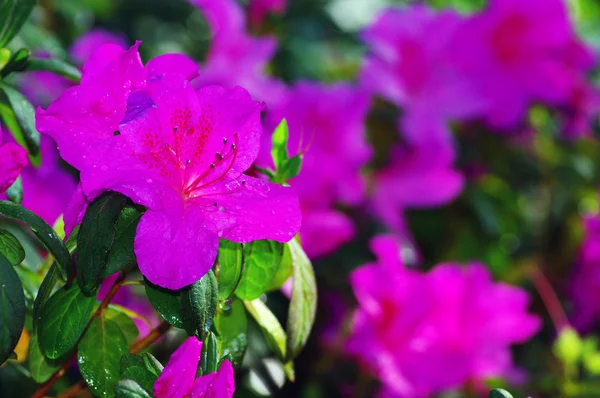 Крупним планом рожеві цвітіння квітки azalea. — стокове фото