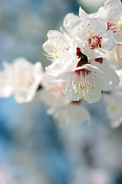 ピンク色の背景上のアプリコット春の花 — Stockfoto