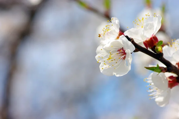 Aprikos blomma över blå himmel bakgrund — Stockfoto