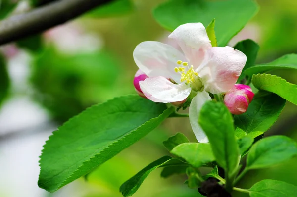 Rózsaszín Alma virágok fölött zöld háttér — Stock Fotó