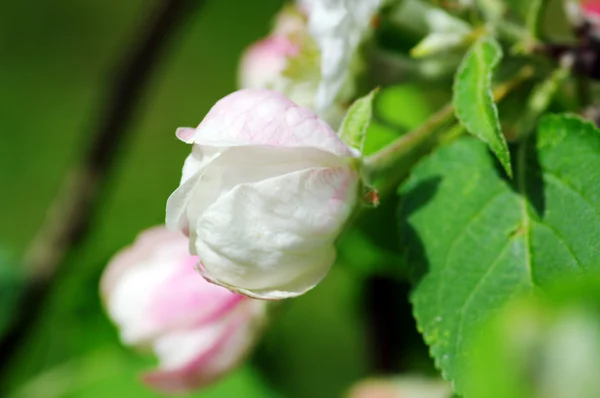 Trädgren med apple blommor över naturliga bakgrund — Stockfoto
