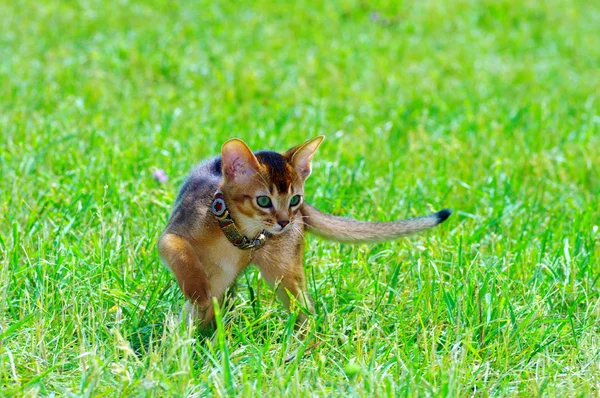 Kis macska -ból szakadék felett zöld fű háttér — Stock Fotó