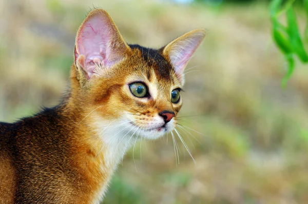 Кот абиссинский на зеленом фоне травы — стоковое фото