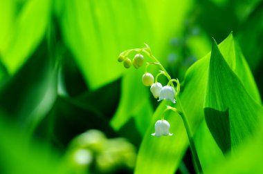 Lily-of--uçuk yeşil arka plana karşı Vadisi