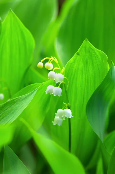 Green forest with flower of lily-of-the-valley. — Stock Photo, Image