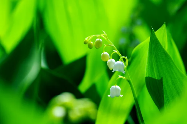 Lily-of-the-valley against a pale green background — Stock Photo, Image