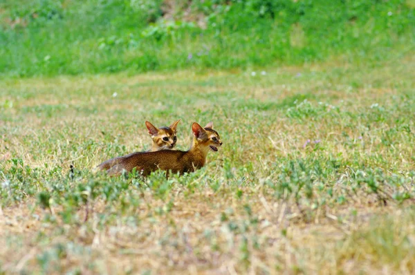 Mały kot abyssinian nad zielonym tle trawy — Zdjęcie stockowe