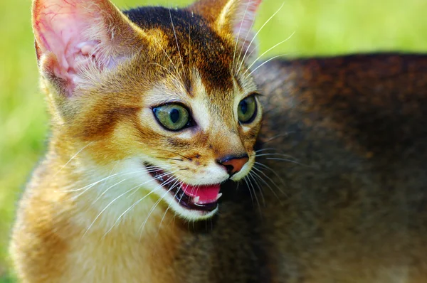 Pequeño gato de abisinio sobre verde hierba fondo —  Fotos de Stock