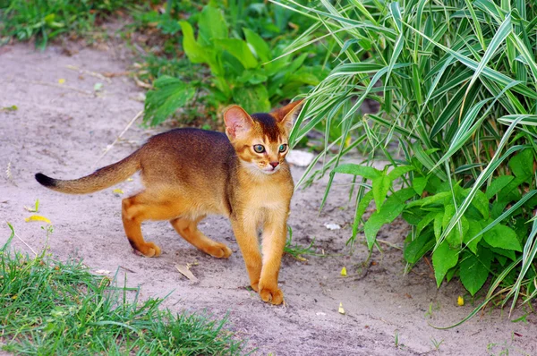 Little cat of abyssinian over green grass background — Stock Photo, Image