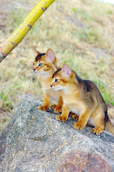 Little cats of abyssinian over green grass background — Stock Photo, Image