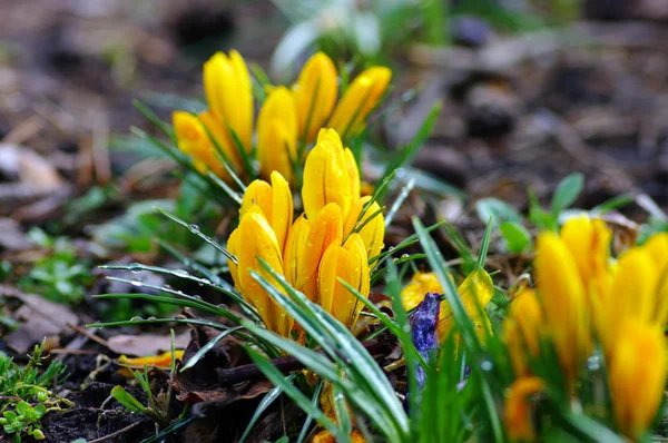 Yellow blooming crocus flowers in spring — Stock Photo, Image