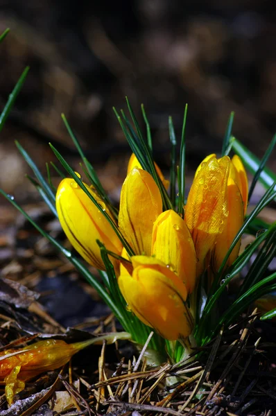 Flores amarelas de croco florescendo na primavera — Fotografia de Stock