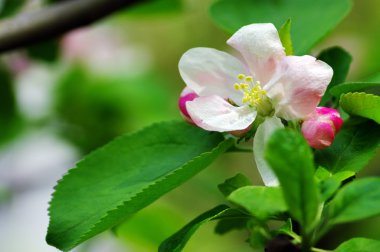 Blossom elma ağacı. elma çiçekleri yakın çekim.