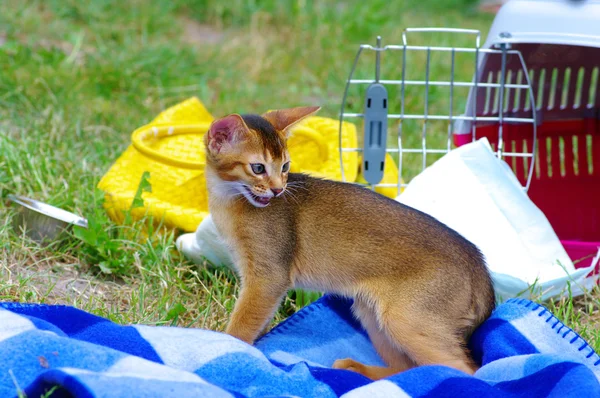 Pequeño gato de abisinio sobre verde hierba fondo —  Fotos de Stock