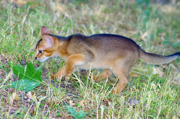 Kis macska -ból szakadék felett zöld fű háttér — Stock Fotó