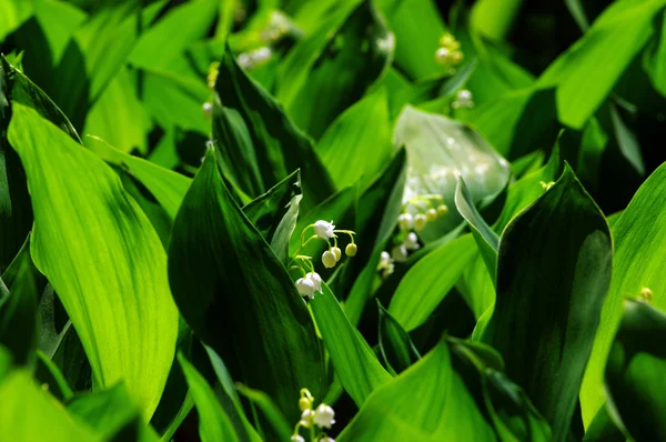 Lily-of-the-valley over natural background. Green forest with fl