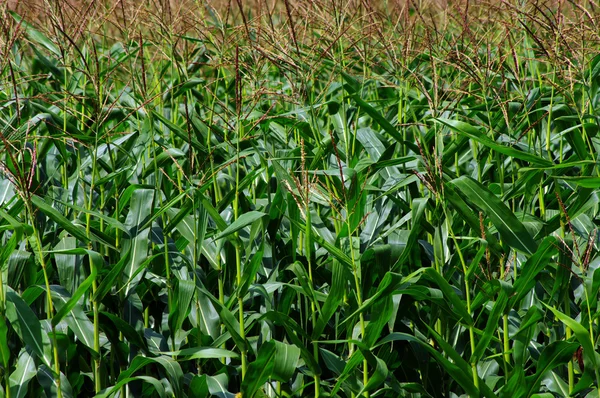 Зелений кукурудзяне поле . — стокове фото