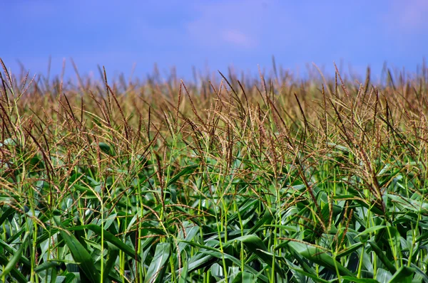 Kukuřičné pole nad zamračená obloha modrá — Stock fotografie
