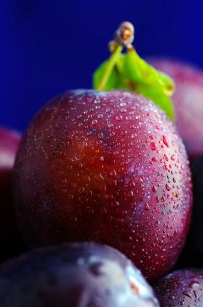 Plums. Fresh ripe washed plums close-up on a bluel gradient back — Stock Photo, Image