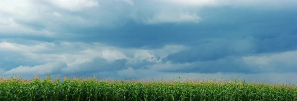 Kukuřičné pole nad bouře obloha — Stock fotografie